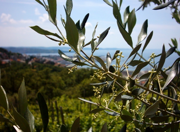 Inizio di fioritura degli ulivi in provincia di Trieste, 2019