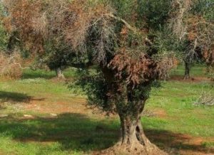 Ulivo colpito da Virticillosi / Oljčno drevo, ki ga je prizadela virticiloza